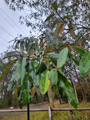 Alphitonia excelsa observed 2026-10-22