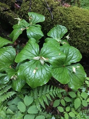 Trillium erectum erectum