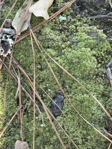 Leucobryum albidum observed 2026-10-21