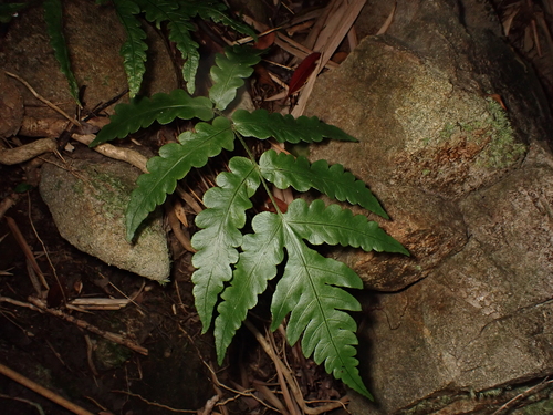 Woodwardia japonica, 2026-10-15