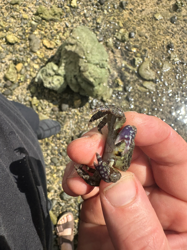 Metopograpsus observed 2026-10-21