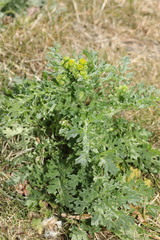 Jacobaea vulgaris