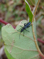Oedemera atrata