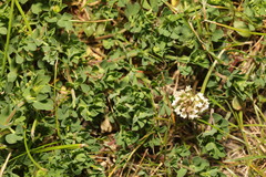 Trifolium repens