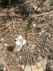 Calochortus elegans
