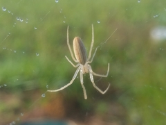 Larinia directa