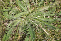 Hypochaeris radicata