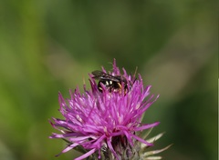 Pseudoanthidium nanum