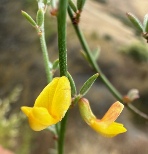 Acmispon glaber observed 2026-10-21