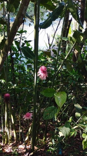 Etlingera observed 2026-10-20