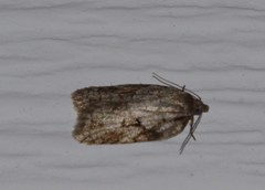 Acleris ptychogrammos