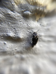 Curtimorda bisignata