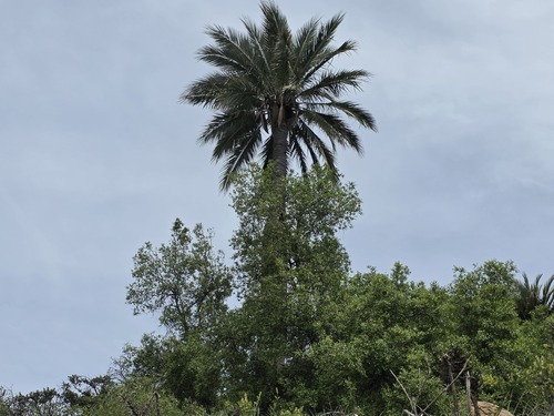 Jubaea chilensis observed 2026-10-18