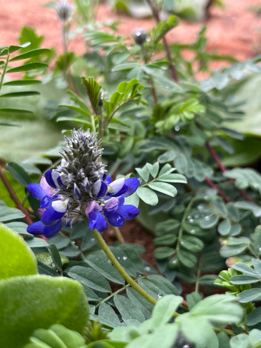 Dalea coerulea, 2026-09-21