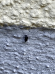 Curtimorda bisignata