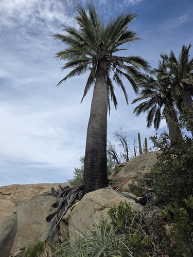 Jubaea chilensis observed 2026-10-18