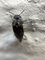 Curtimorda bisignata