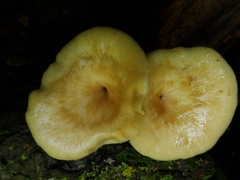 Pleurotus citrinopileatus