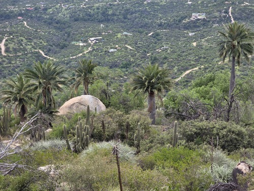 Jubaea chilensis observed 2026-10-18