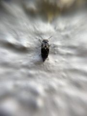 Curtimorda bisignata