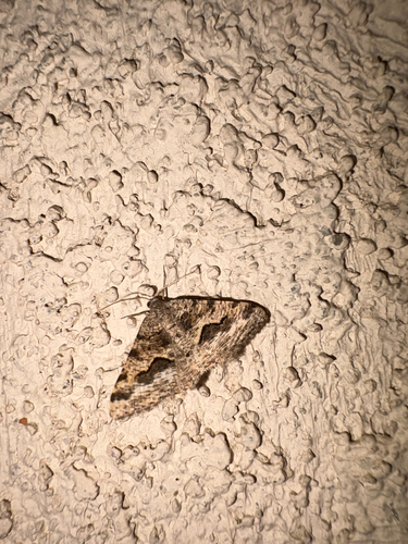 Mesquite Looper Moth