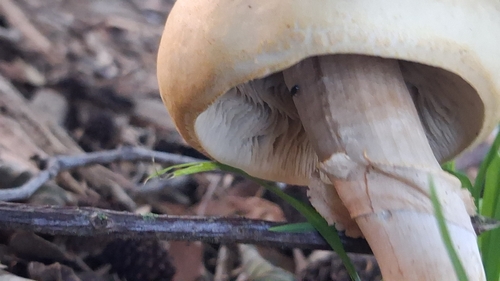 Agrocybe praecox, 2026-10-19