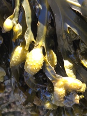 Fucus spiralis