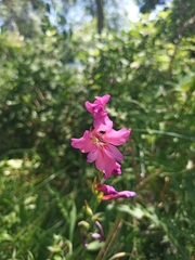 Gladiolus dubius