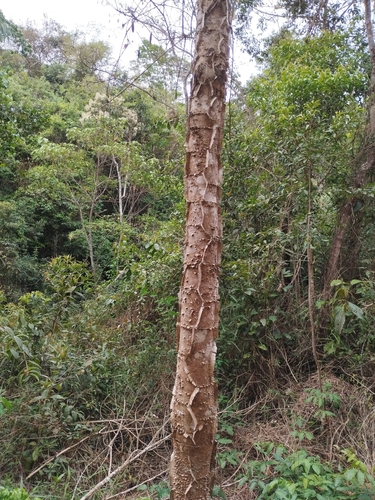 Piptadenia gonoacantha, 2026-10-20