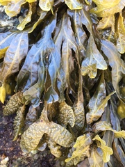 Fucus spiralis