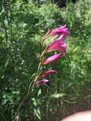 Gladiolus dubius