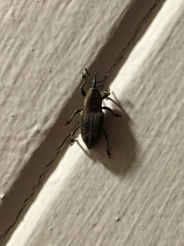 Rhabdoscelus obscurus, 2026-10-20