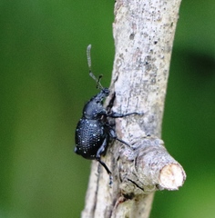 Otiorhynchus gemmatus