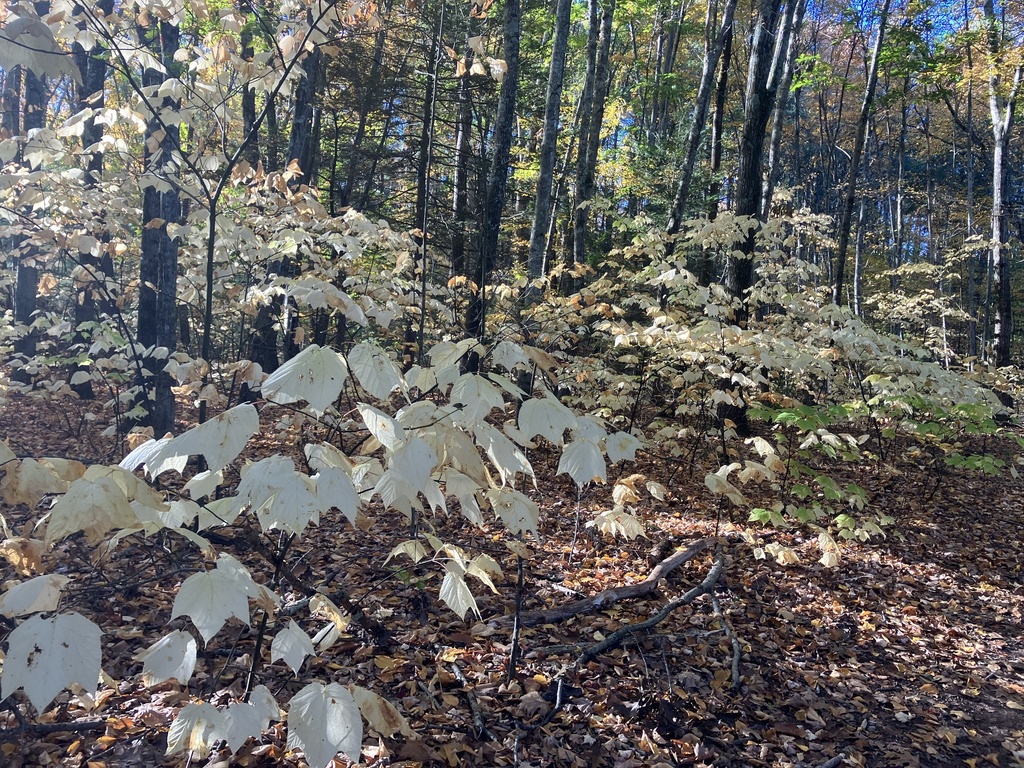 A photograph from Oct 20, 2026 near Talcott Mountain & Heublein Tower, where the observer’s point is approximate.
