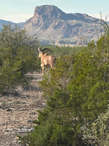 Aoudad