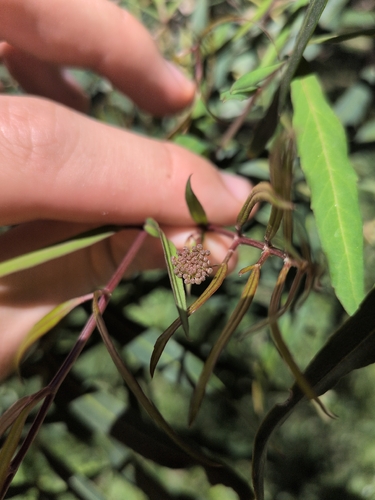 Polyscias sambucifolia observed 2026-10-22