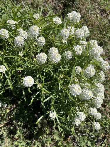 Mesa Pepperwort