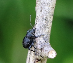 Otiorhynchus gemmatus