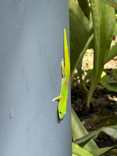 Phelsuma laticauda observed 2026-10-21