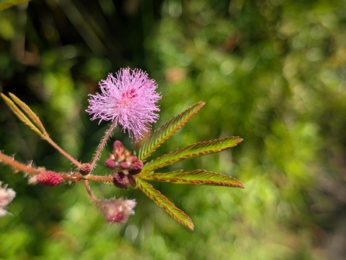 Mimosa pudica observed 2026-10-16