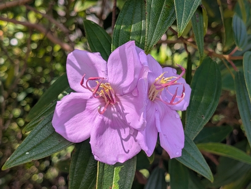 Rhododendron, 2026-10-16