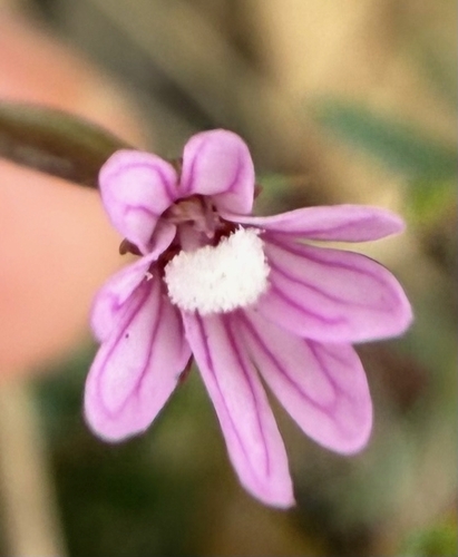 Epilobium brachycarpum, 2026-10-21