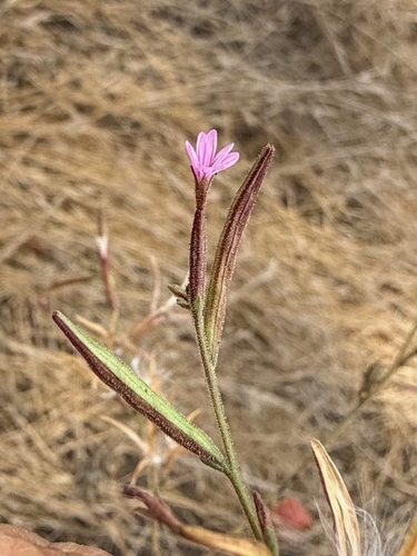Epilobium brachycarpum, 2026-10-21