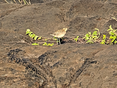 Pluvialis fulva observed 2026-10-15