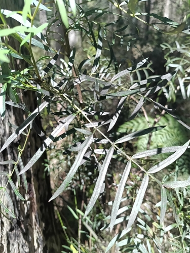 Polyscias sambucifolia observed 2026-10-22