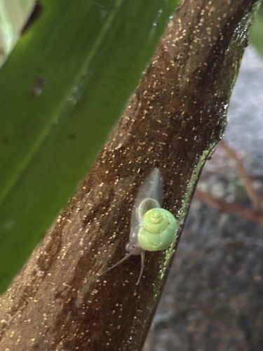 Leptopoma vitreum, 2026-10-22