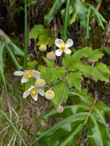 Eriocapitella japonica observed 2026-10-14