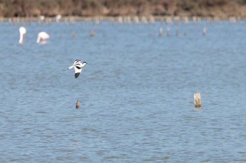 iNaturalist image