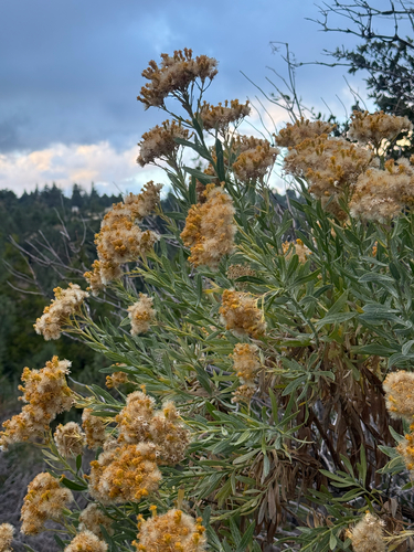 Ericameria parishii, 2026-10-21