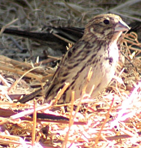 Lark Bunting